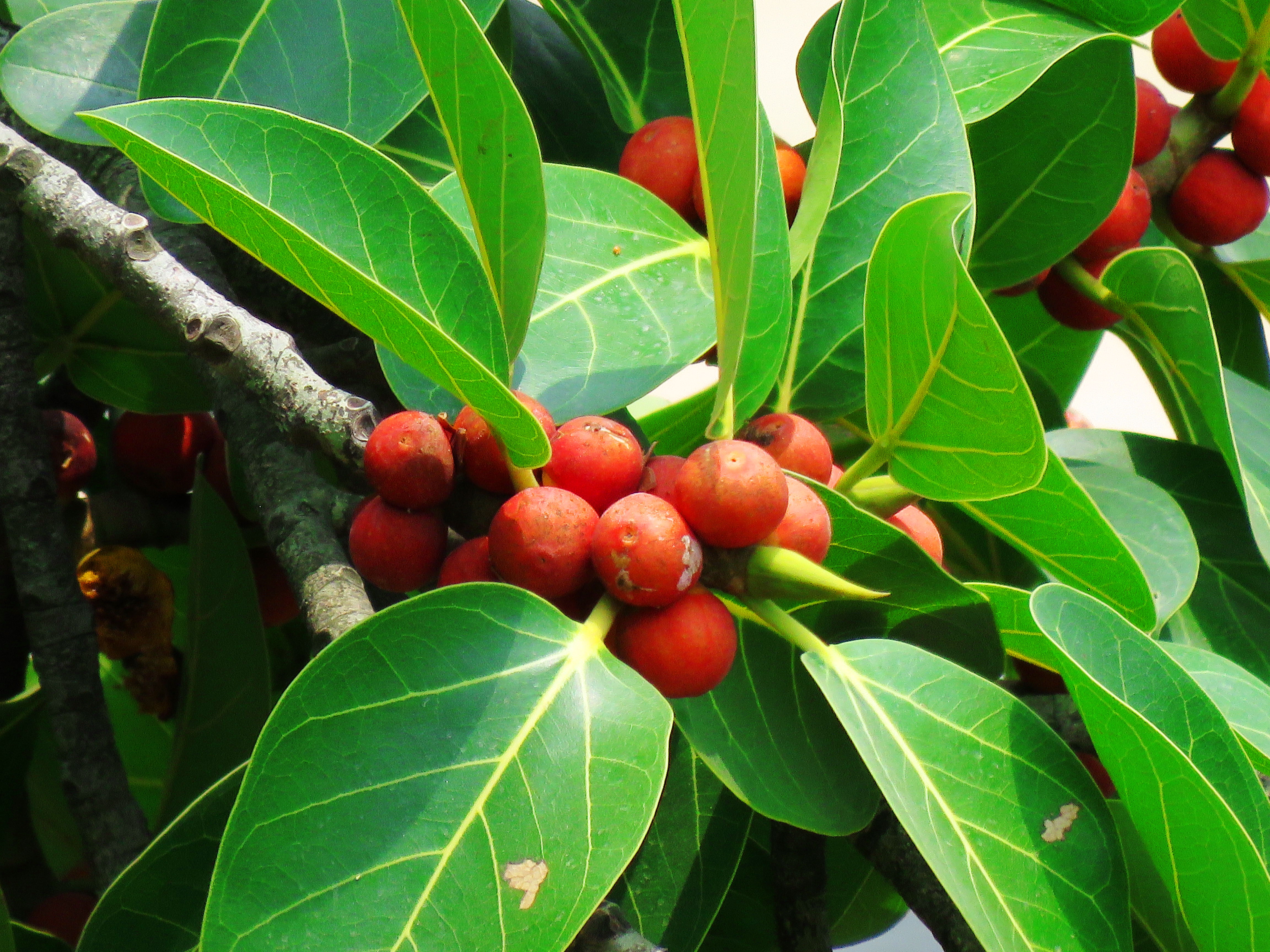 Banyan Tree Fruit